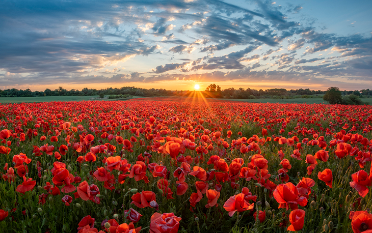 A field of red poppies